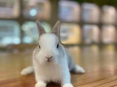 -藦茜花园宠物主题亲子互动体验馆(国顺东路店)