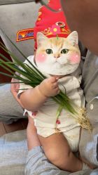 -小博士专业婴儿理发