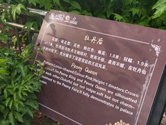 -曹州牡丹园