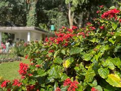 -中国科学院西双版纳热带植物园