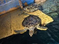 -烟台海昌鲸鲨海洋公园