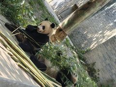-都江堰中华大熊猫苑