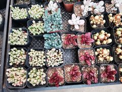 -金陵花卉交易市场