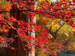 -上海共青森林公园