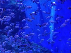 -成都浩海立方海洋公园