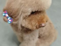 -北京观赏动物医院·24小时大型综合·猫专科·异宠专科