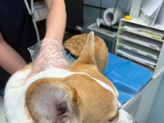 -纳吉亚猫专科动物诊疗中心(蒋宅口分院)