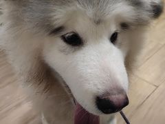 -李小姐の猫咖啡馆(五角场店)