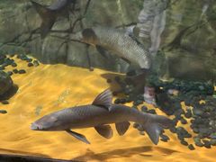 -上海海洋水族馆