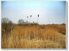 DSCN3394酒店旁野趣-镇江润扬大桥酒店