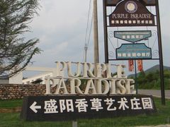 -紫海香堤香草艺术庄园