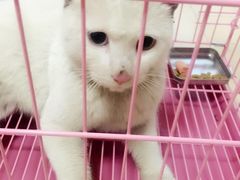 -守诺宠物医院·眼科· 特色牙科·异宠专科(虹口店)