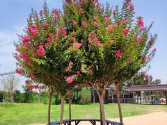 -武汉紫薇都市田园