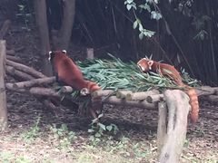-成都大熊猫繁育研究基地