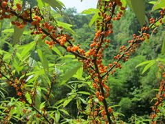 -华蓥山天意谷景区