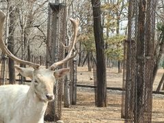 -秦皇岛野生动物园