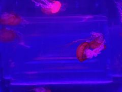 -海合安武汉极地海洋公园