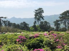 -南山植物园