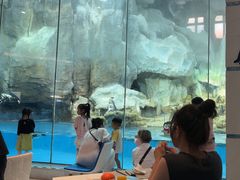 -帝企鹅自助餐厅•儿童岛•真企鹅(长隆企鹅酒店)