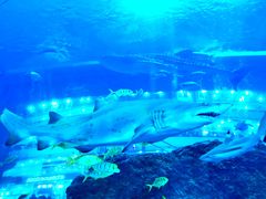 -成都浩海立方海洋公园