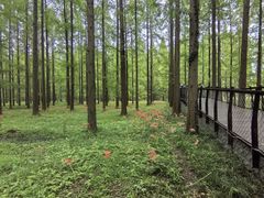 -黄海国家森林公园