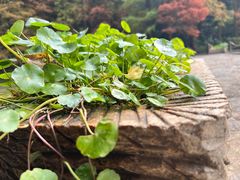 -深圳仙湖植物园