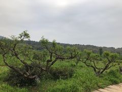 -九龙潭景区