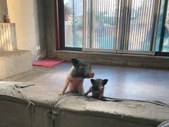 -浣熊柯尔鸭土拨鼠·电玩咖