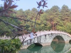 -铁山坪森林公园