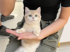 -lincat·猫舍(广州店)