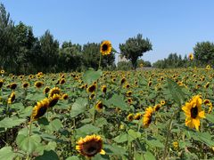 -长白岛森林公园