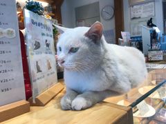 -猫的天空之城概念书店(苏州平江店)