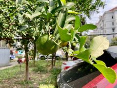 -周正记高桥松饼(潼港八村店)