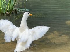 -广州白江湖森林公园