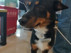 -艾贝尔宠物医院 ·中兽医·宠保定点(北门桥店)
