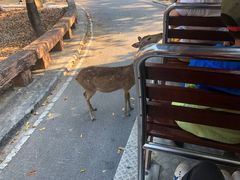 -清迈夜间动物园