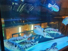 -肆月河豚·淮扬菜·湘菜(华天店)