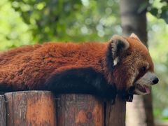 -北京野生动物园