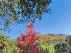 -香山公园