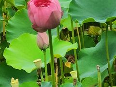 -沐仙湖湿地公园