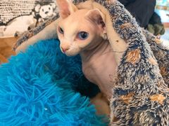 -猫小院猫主题餐厅(三里屯店)