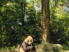 -中国大熊猫保护研究中心雅安碧峰峡基地