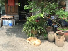 -青城甲(青城山店)