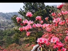 -木兰云雾山