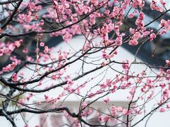 -梅花山(明孝陵内)
