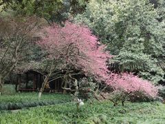 -杭州植物园