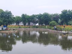 -鹅湖玫瑰文化园