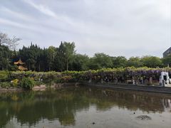 -嘉定紫藤园
