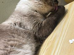 -藏猫猫咖啡主题馆(中央大道店)