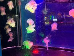 -太平洋海底世界